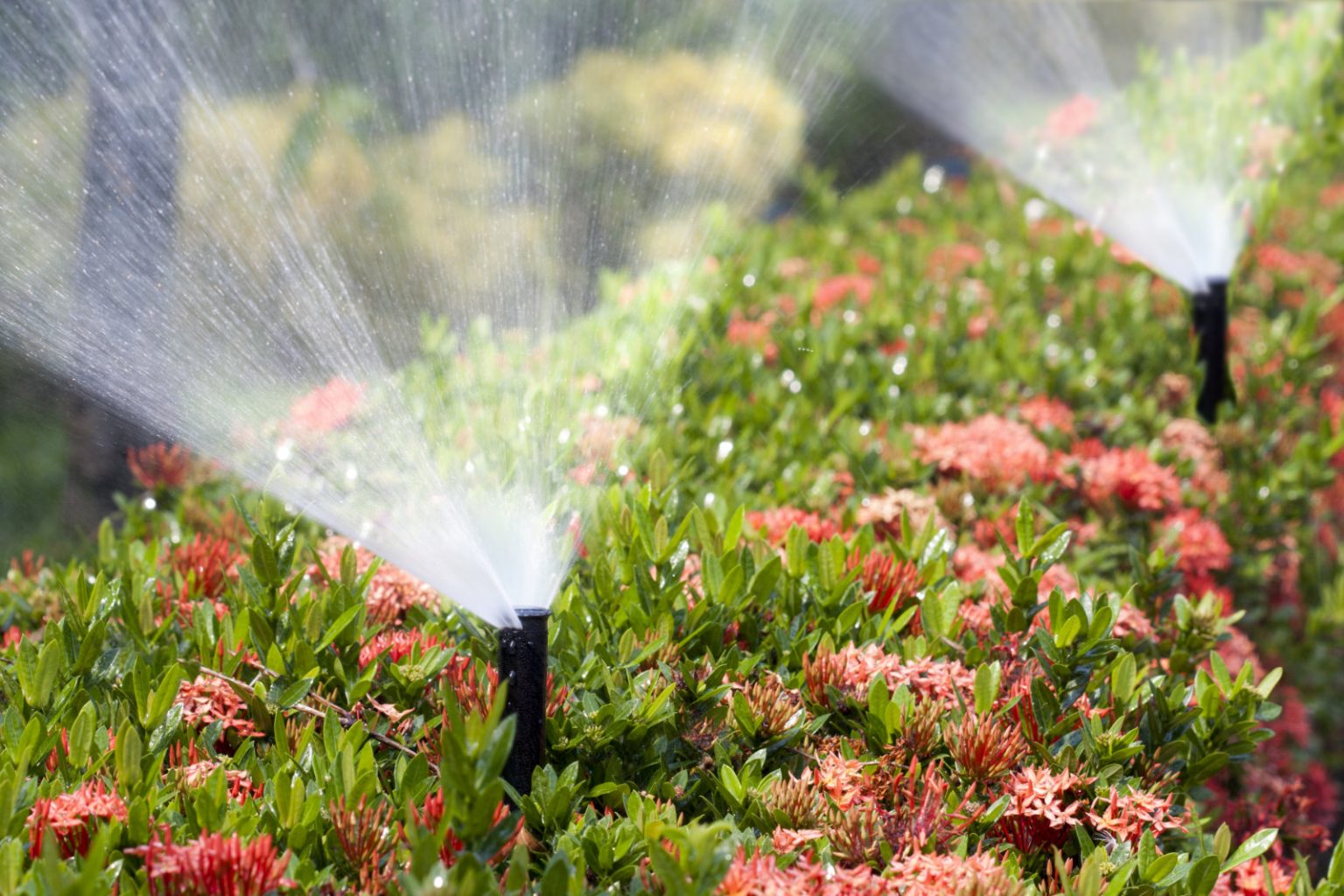  Water-saving drip irrigation system in a lush garden