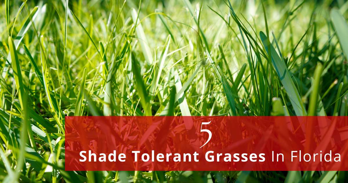 What Are Shade Tolerant Grasses