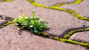 how to prevent weed growth between pavers