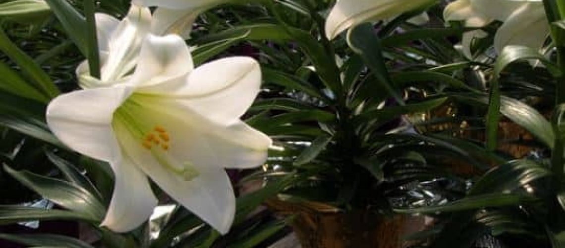 The History of Easter Lilies - Irrigation & Landscaping | R and R