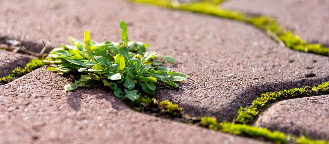 how to prevent weed growth between pavers